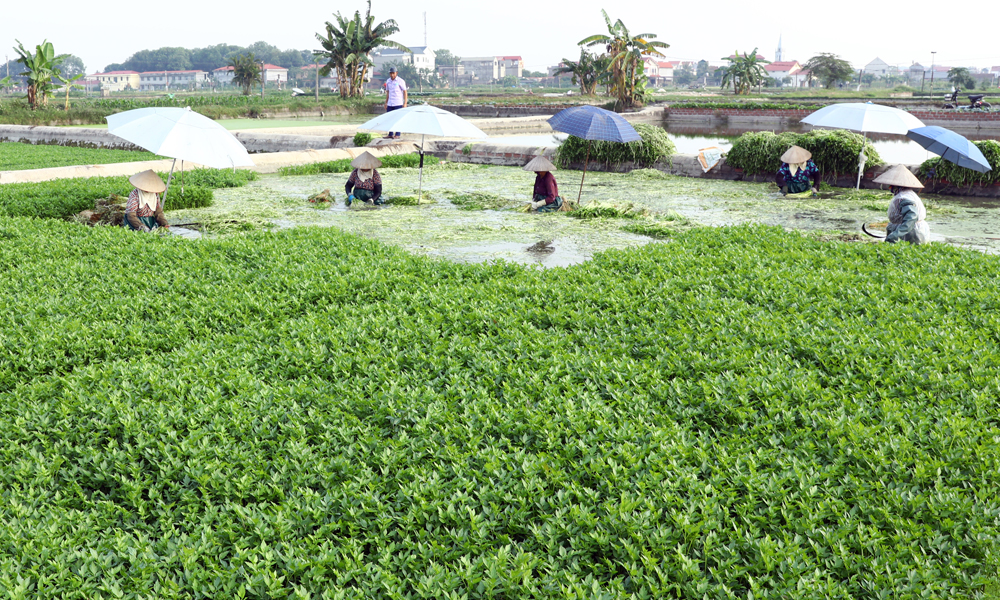 Nhân rộng vùng nông sản an toàn